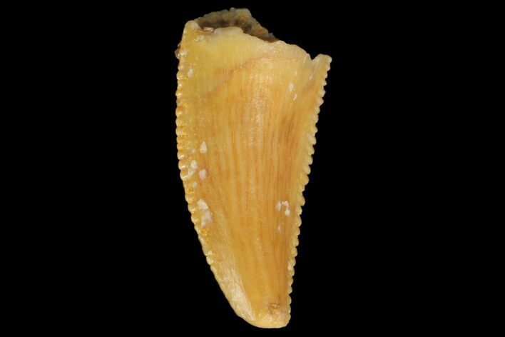 Serrated, Raptor Tooth - Real Dinosaur Tooth #176164